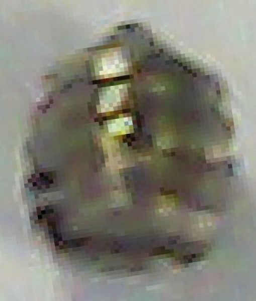 Винт для ножа для JUNIOR PLUS